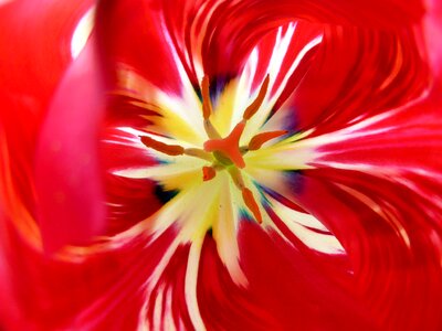 Pistil nature tulips