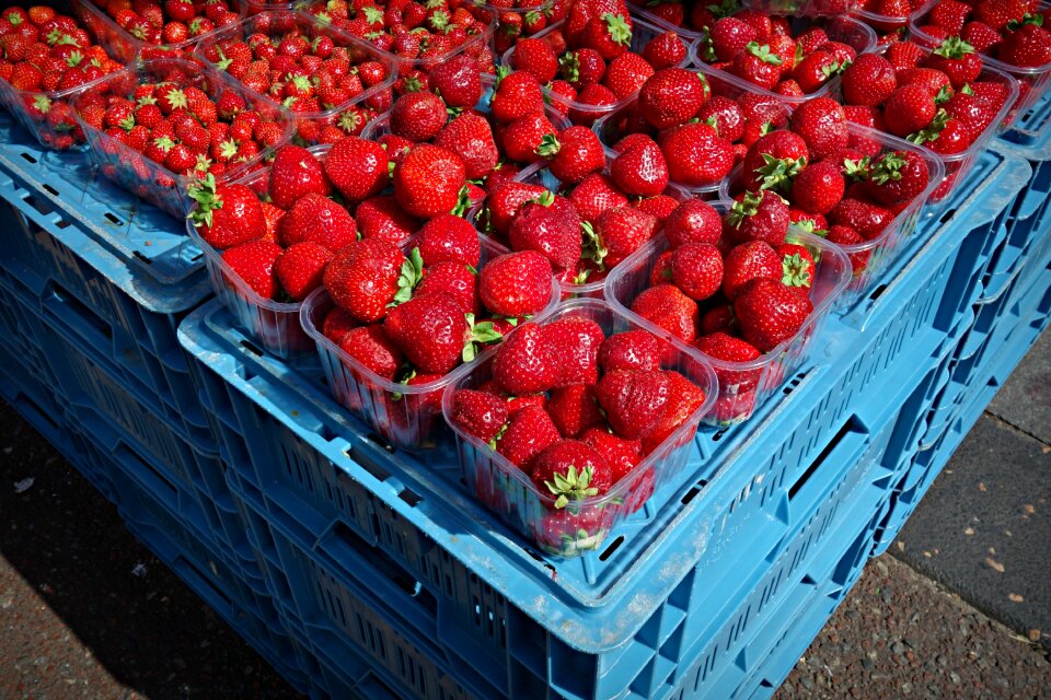 Berry sweet fragaria × ananassa