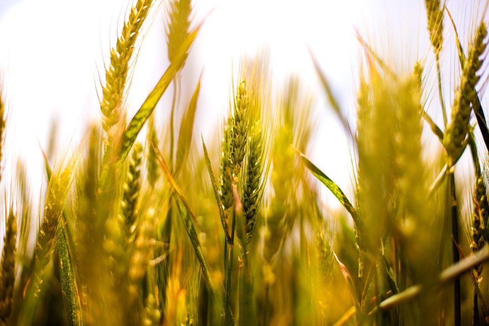 Free stock photo of cereals, cornfield, farming