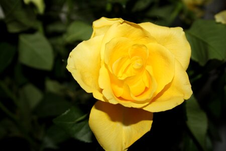 Blossom bloom yellow roses photo