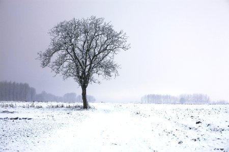 This picture features a tree in a beautiful winter setting. The single snow covered tree stands in the middle of a wide and open snow covered field. In the background behind some fog a little forest and trees are visible. photo