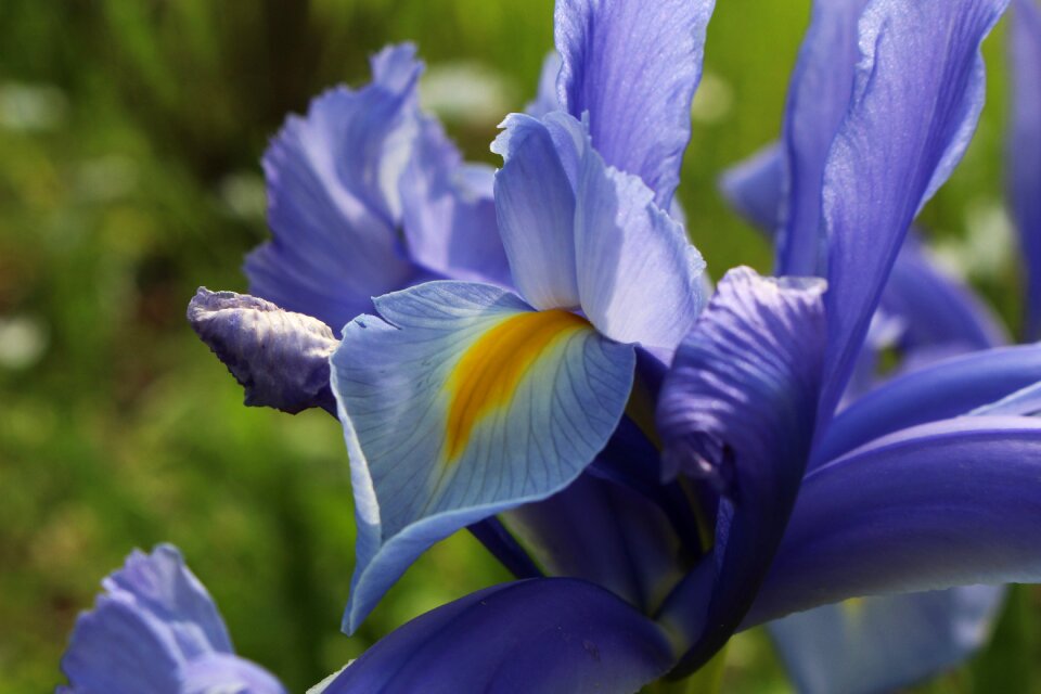 Spring flowers bloom blue flower