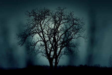 Black Tree at Night Time photo