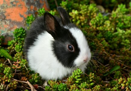 Fur pet nager