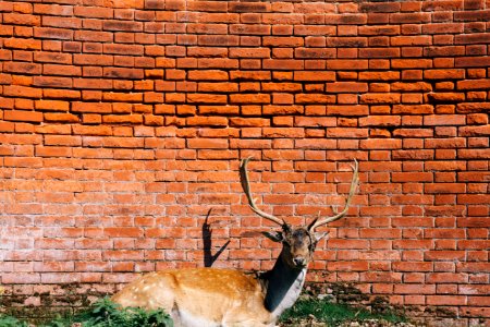 Brown Deer Lying Beside Brick Wall photo