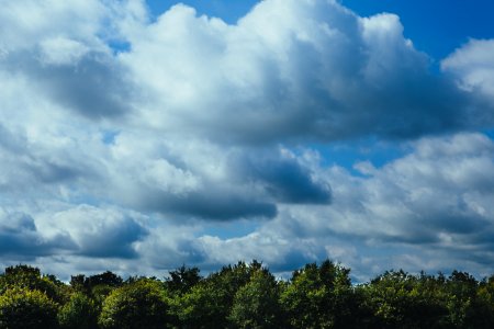 Forest Under Cloudy Sky photo