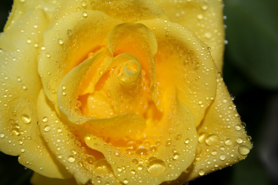 Yellow roses flower blossom photo