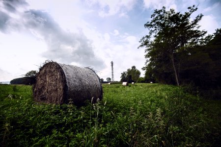 Hay Rolls on Green Grass Under White and Blue Sky photo