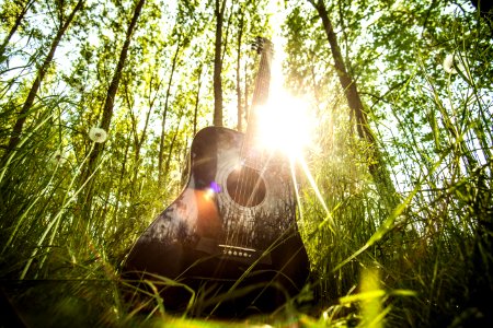 Low-angle Photography of Black Dreadnought Acoustic Guitar Surrounded by Trees photo