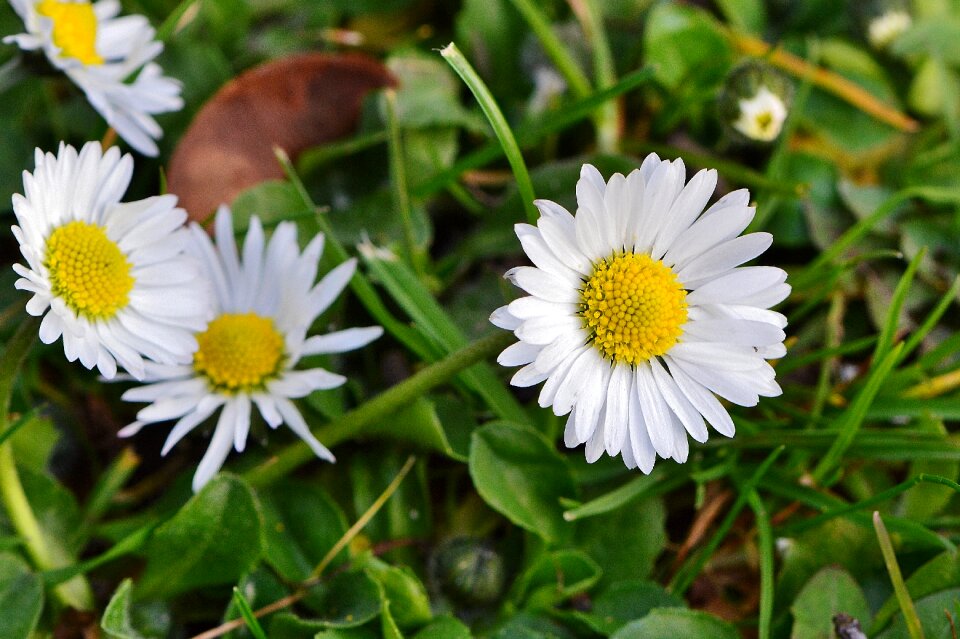 Flowers spring flower