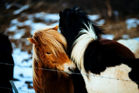 Two Horses Cuddling Beside Barbed Wire photo
