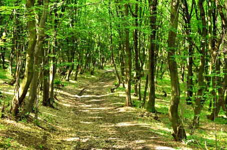Forest trees travel photo