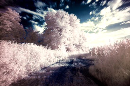 White Leafed Tree and Bush Near Body of Water photo