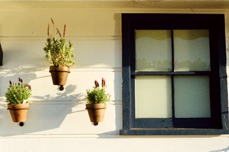 Green Potted Plants Beside Glass Window photo