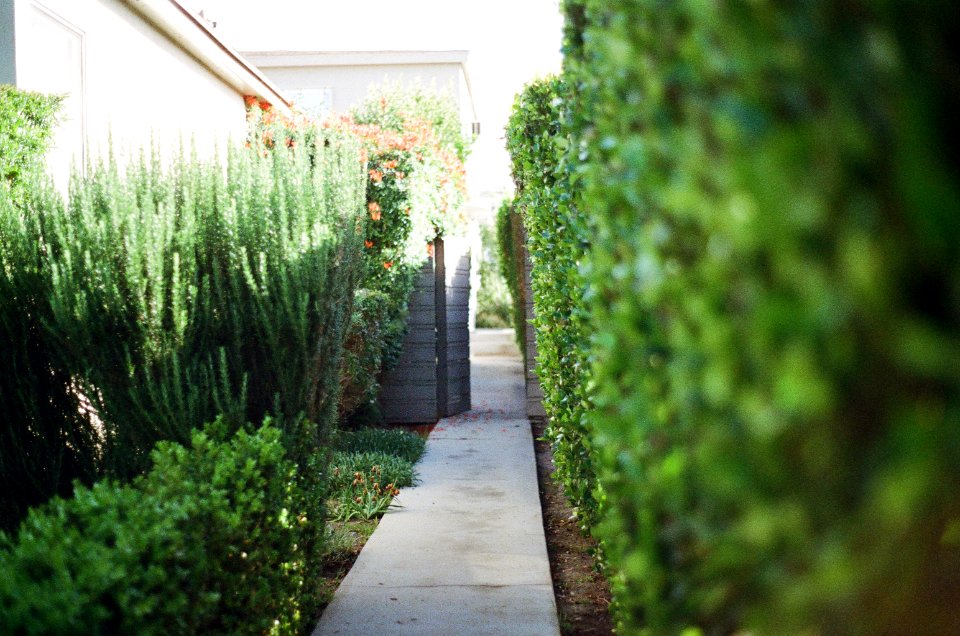 Selective Focus Photography of Narrow Pathway