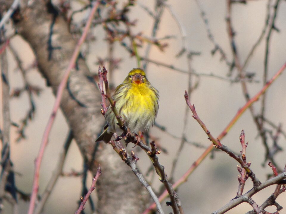 Serinus serinus european serin yellow bird