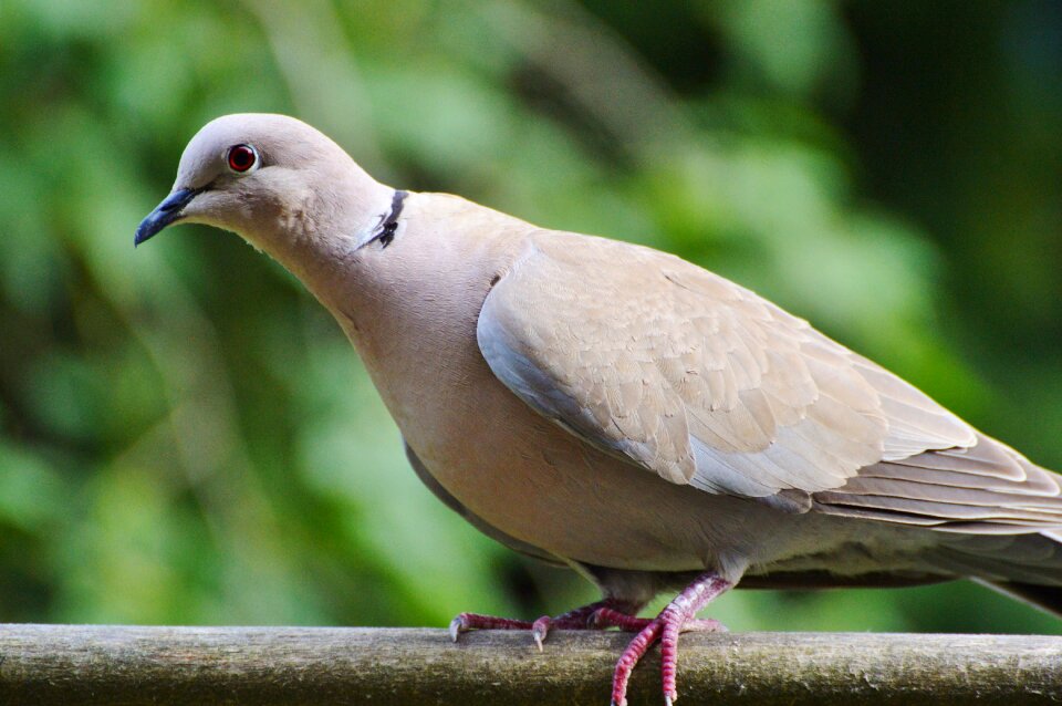 City pigeon foraging poultry