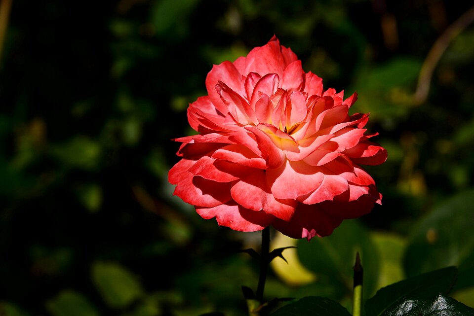 Garden blossom bloom photo