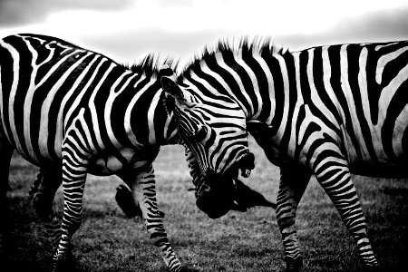 Grayscale Photography of Two Zebra on Standing on Ground photo