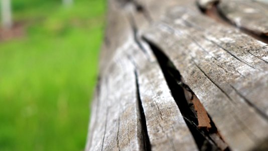 Selective Focus Photography of Wood Log