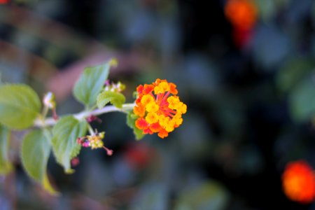 Selective Focus Photography of Orange-and-yellow Petaled Flowers photo