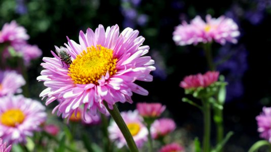Pink Daisy Flower in Bloom in Selective Focus Photography photo