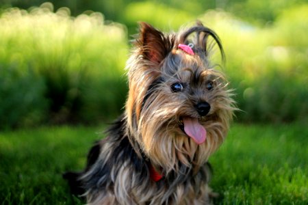 Selective Focus Photography of Yorkshire Terrier Puppy photo