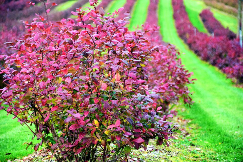 Nature leaves fall foliage