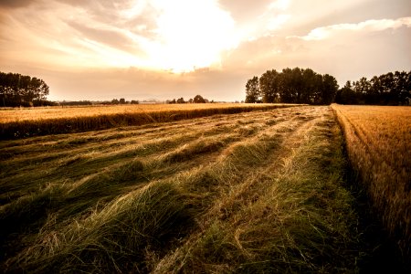 Green Hay Field