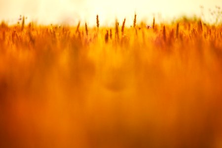 Wheat Field Under Sunny Sky photo