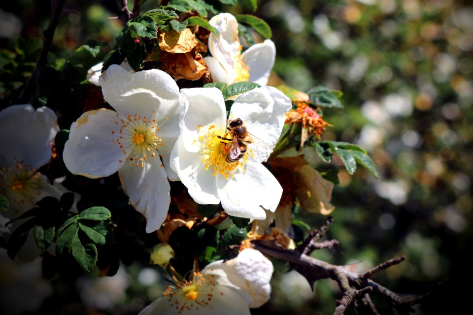 White and Yellow Flowers