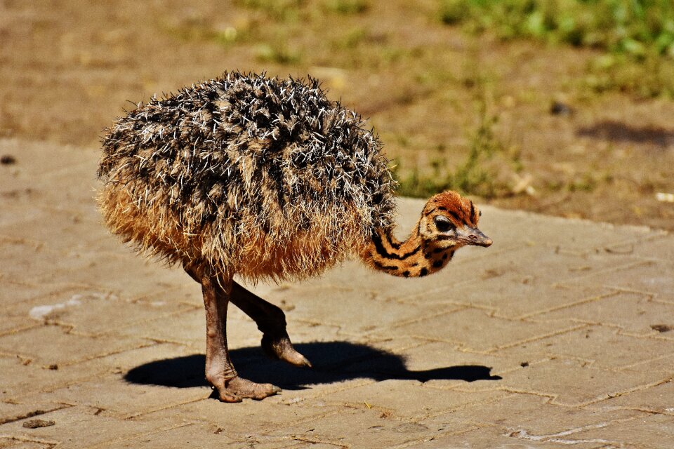 Cute funny animal