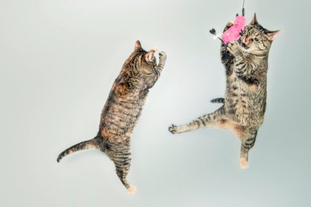 Two Brown Tabby Cats photo