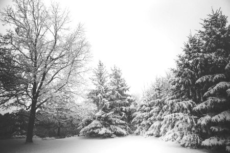 Snow Covered Trees photo