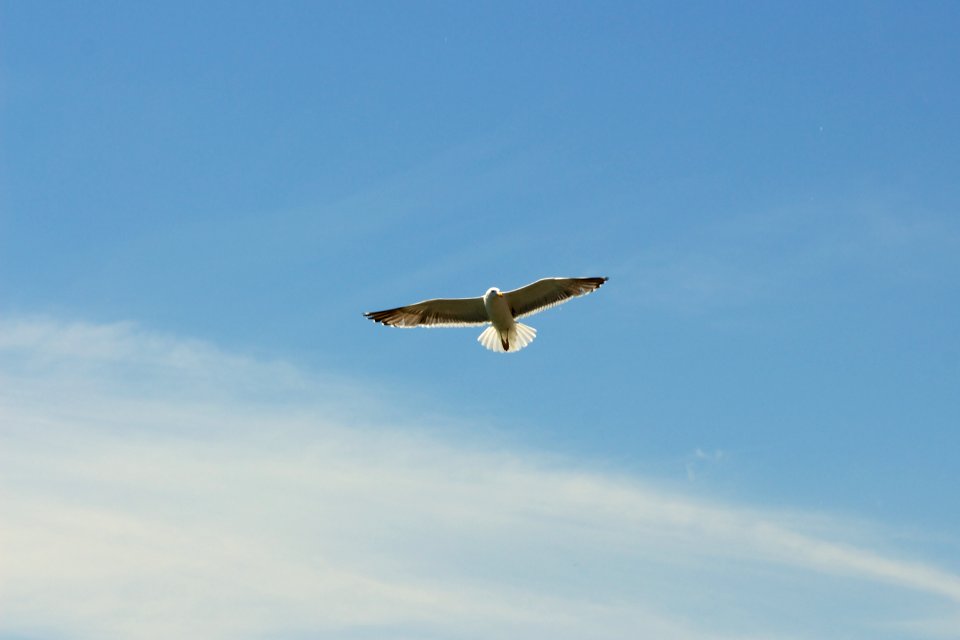 Flying White Kite