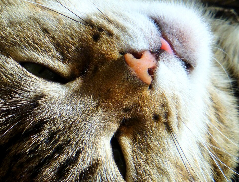 Sleepy domestic cat cat's eyes