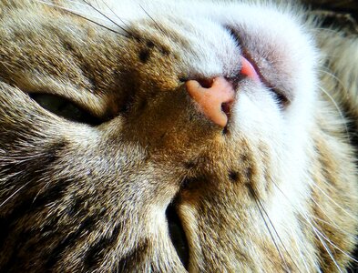 Sleepy domestic cat cat's eyes photo
