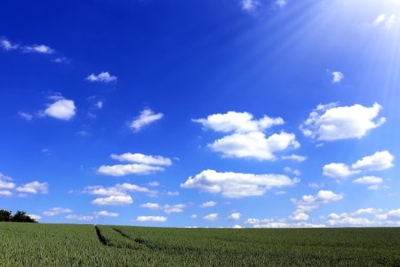 Crop Field Under Sunny Sky photo