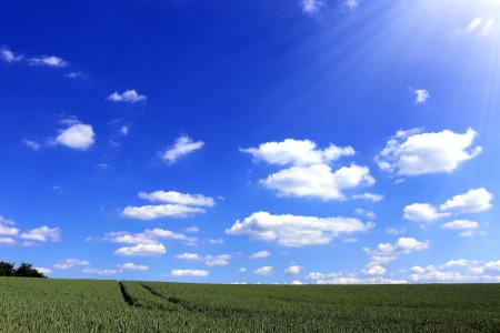 Crop Field Under Sunny Sky