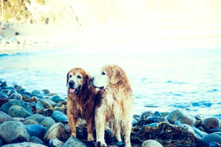 Two Adult Golden Retrievers Near the Body of Water photo