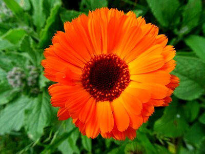 Gardening calendula officinalis composites