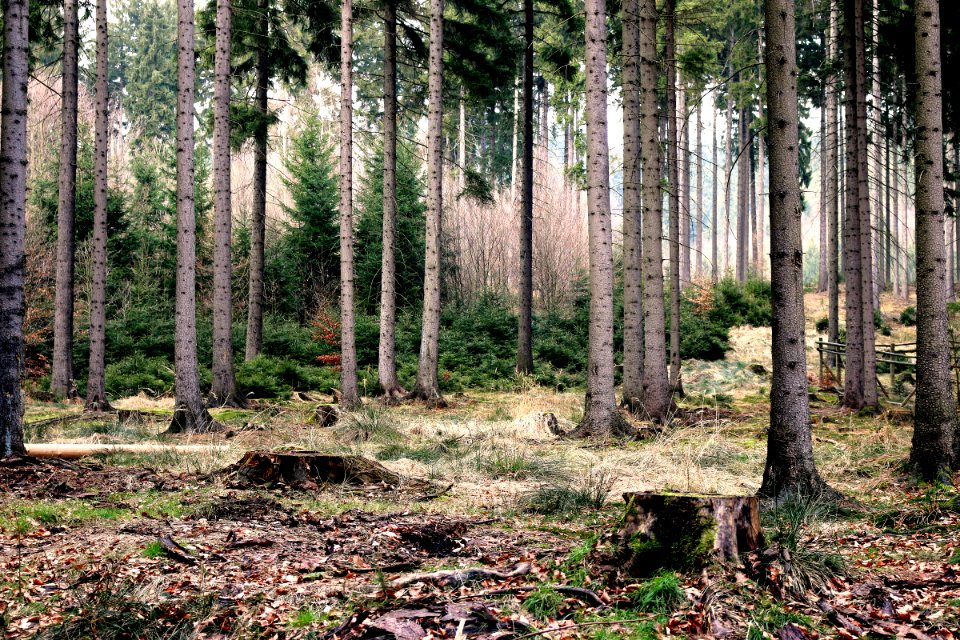 Green Leafed Trees at Forest Digital Wallpaper