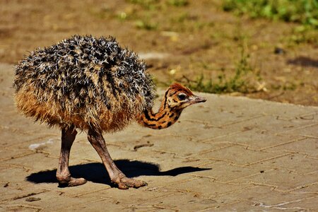 Cute funny animal