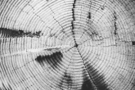Grayscale Photography of Gray and Black Wood Stump