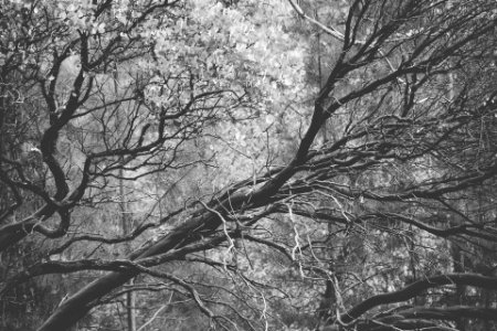 Grayscale Photography of Tree photo