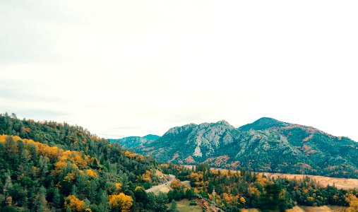 Green Leafed Trees photo