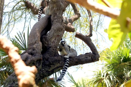Ring-tailed Lemurs in Tree photo