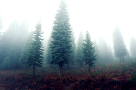 Green Leafed Trees Covered With Fogs