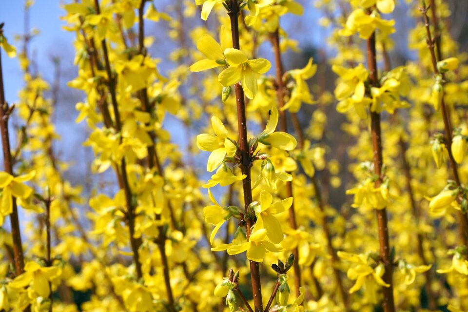 Golden bells stangenblueter bloom