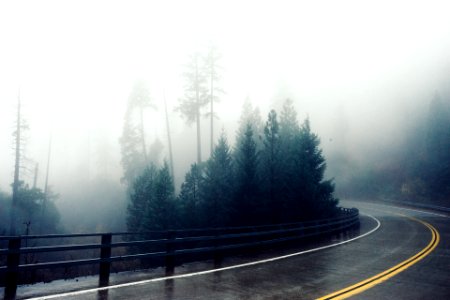 Fog Covering Trees photo